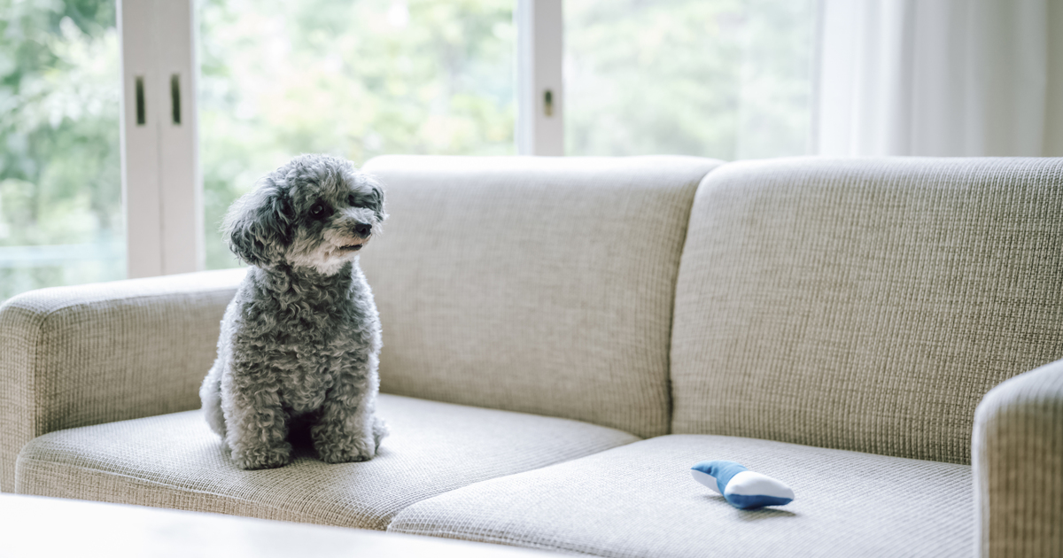 Fw: [資訊] 有了毛小孩後，讓我更想健康地活下去