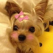 李琪琪