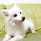sheila.chen.737